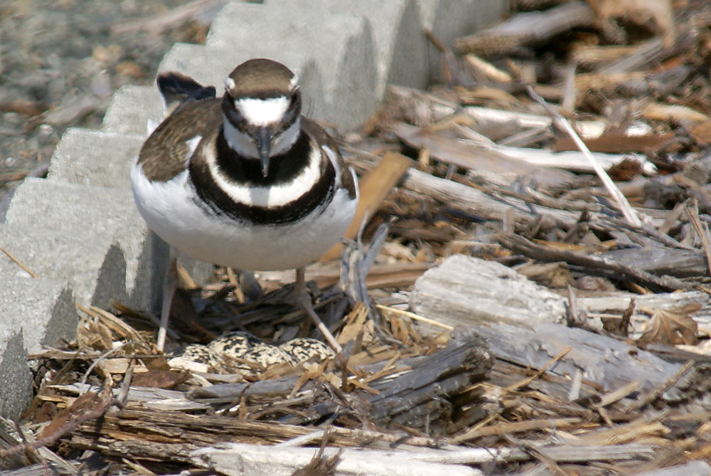 Click to see a larger image. Killdeer on nest
